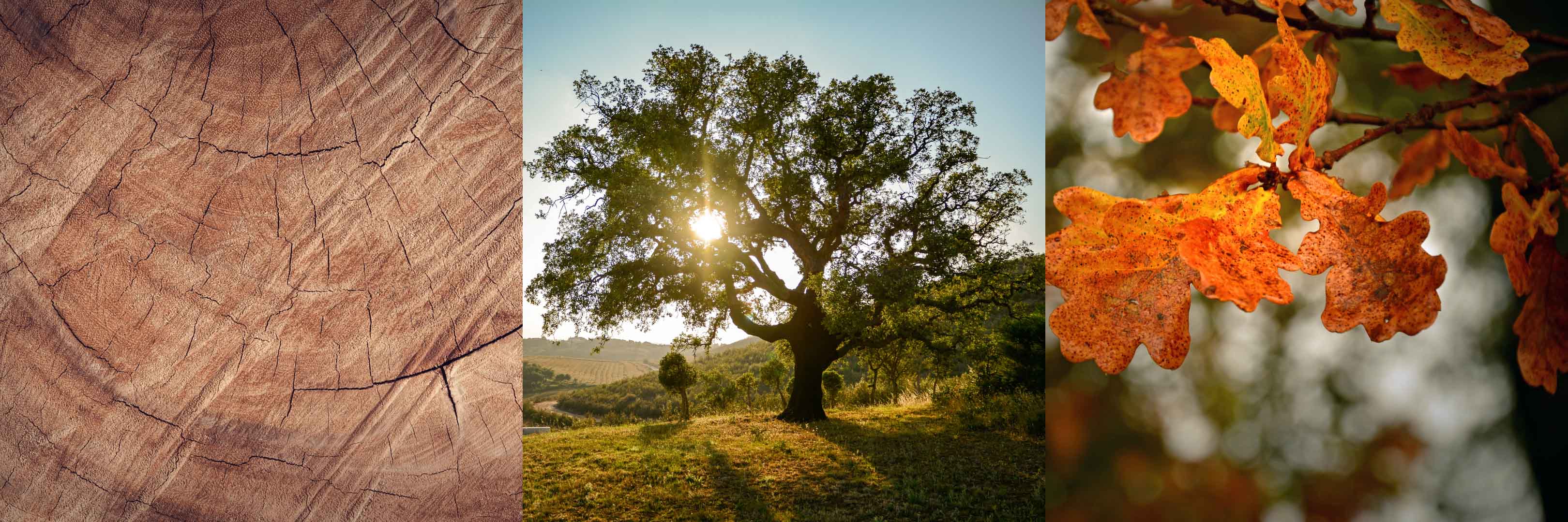 Eichenholz mit Maserung, Kernholz, Eichenbaum und Eichenblätter