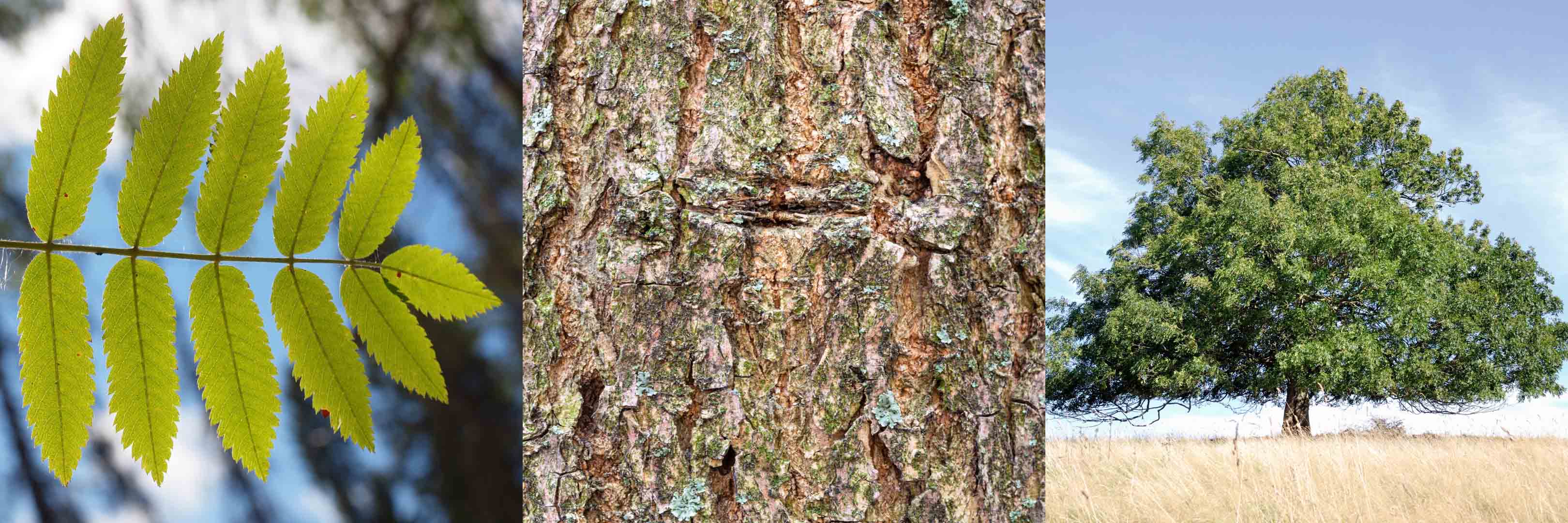 Esche Eschenbaum Rinde Stamm Blatt Blätter