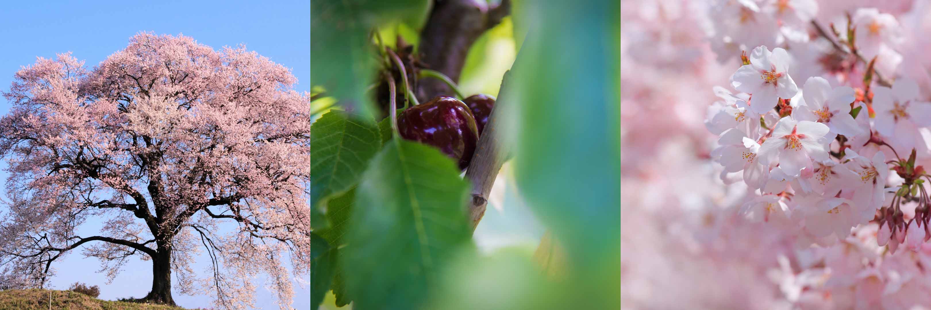 Kirschbaum Kirschblüten Blüten Kirsche Frucht