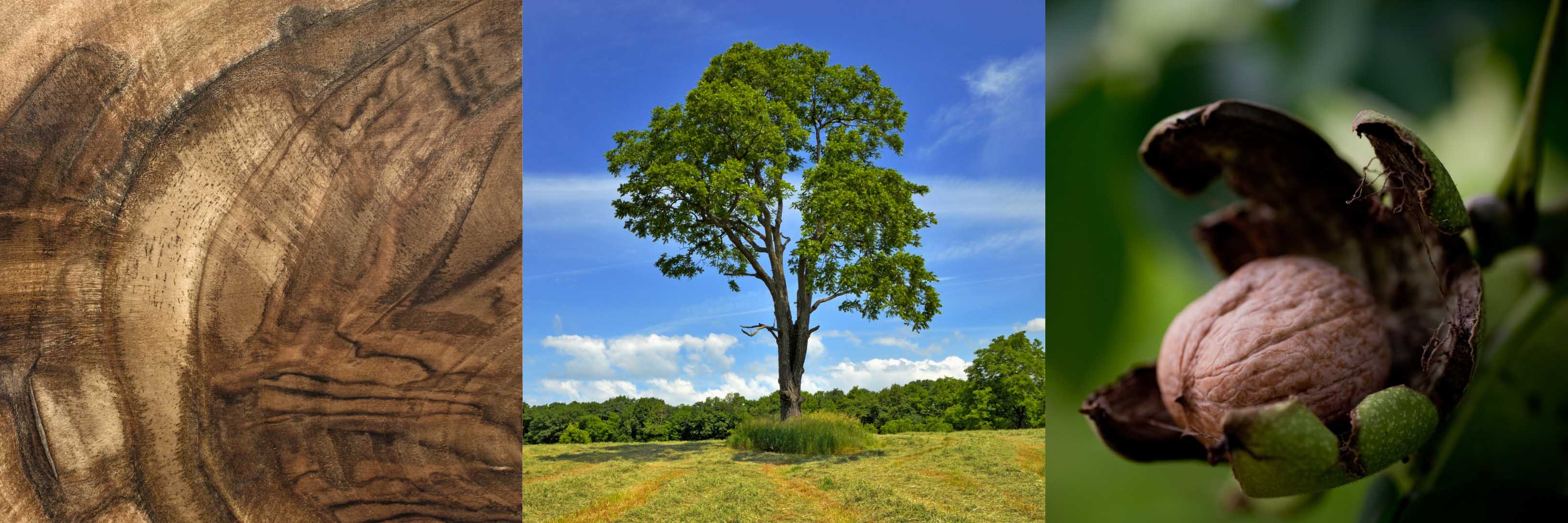Walnuss Walnussbaum Stamm Maserung Holz Frucht
